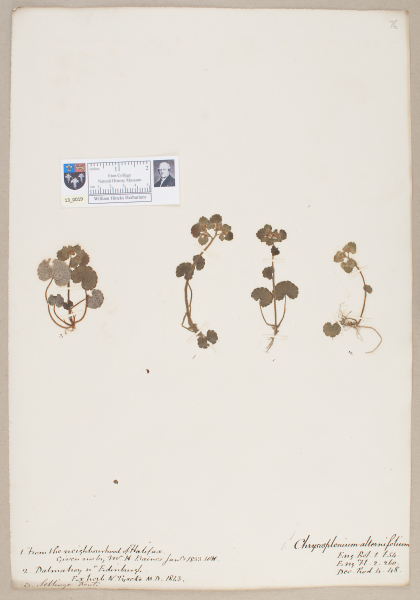 NHM_HH_13.19-2010 image NHM_HH_13.19-2010