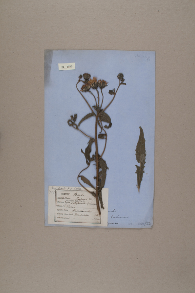 NHM_HH_28.36-2010 image NHM_HH_28.36-2010