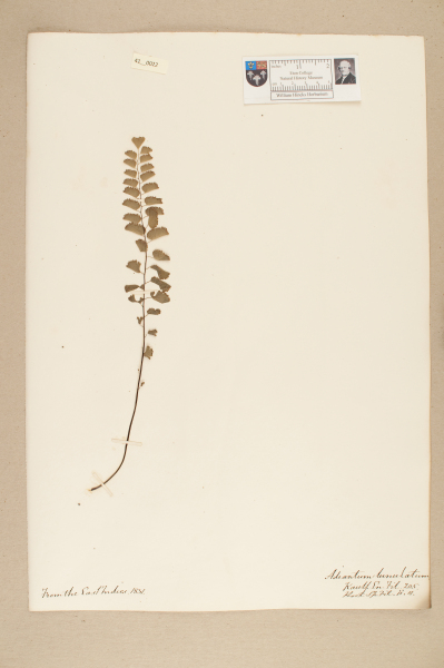 NHM_HH_41.22-2010 image NHM_HH_41.22-2010