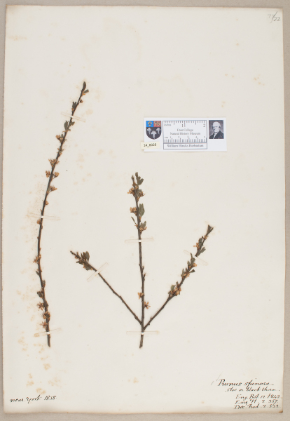 NHM_HH_14.29-2010 image NHM_HH_14.29-2010