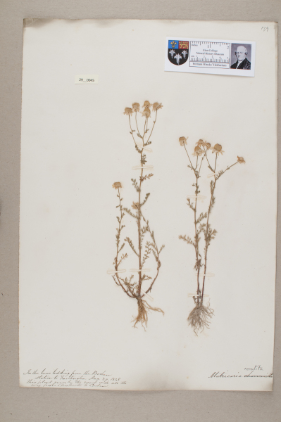 NHM_HH_29.45-2010 image NHM_HH_29.45-2010