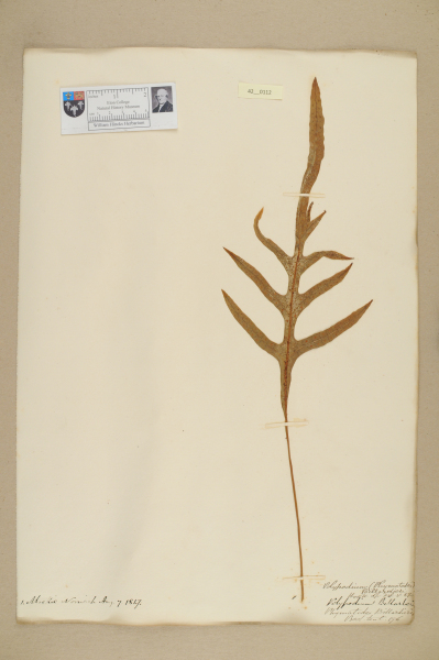 NHM_HH_42.112-2010 image NHM_HH_42.112-2010