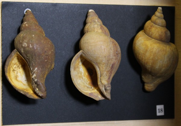 NHM-FT.18__-2016 image NHM-FT.18__-2016