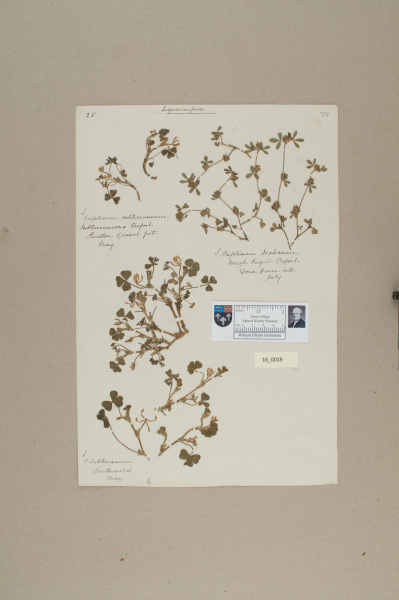 NHM_HH_16.19-2010 image NHM_HH_16.19-2010