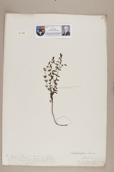 NHM_HH_30.42-2010 image NHM_HH_30.42-2010