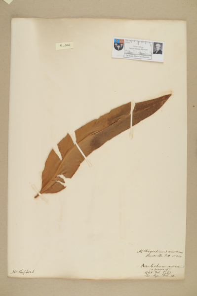 NHM_HH_42.55-2010 image NHM_HH_42.55-2010