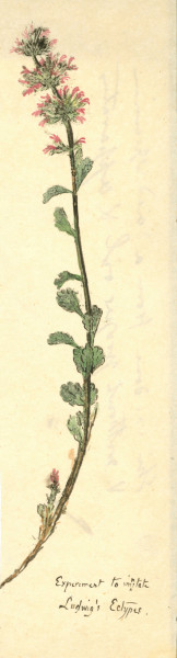 NHM-HH.7-2014 image NHM-HH.7-2014