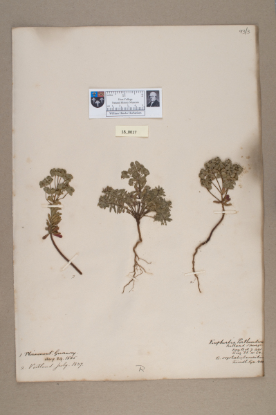 NHM_HH_18.17-2010 image NHM_HH_18.17-2010