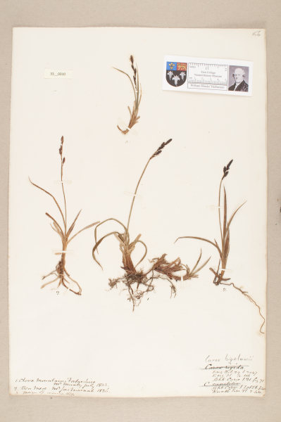 NHM_HH_33.10-2010 image NHM_HH_33.10-2010