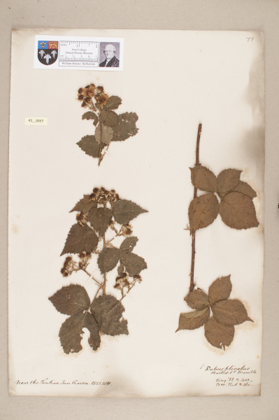 image NHM_HH_43.57-2010