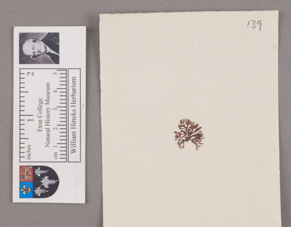 NHM_HH_1.139-2010 image NHM_HH_1.139-2010