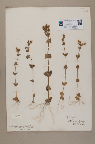 NHM_HH_19.70-2010 image NHM_HH_19.70-2010