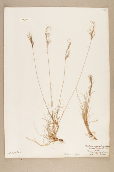 NHM_HH_34.16-2010 image NHM_HH_34.16-2010