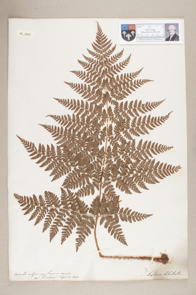 NHM_HH_5.50-2010 image NHM_HH_5.50-2010