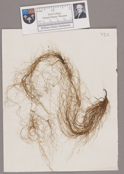 NHM_HH_1.232-2010 image NHM_HH_1.232-2010