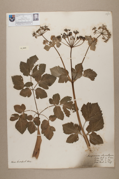 NHM_HH_21.26-2010 image NHM_HH_21.26-2010