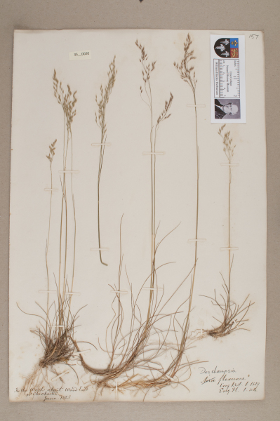 NHM_HH_35.20-2010 image NHM_HH_35.20-2010