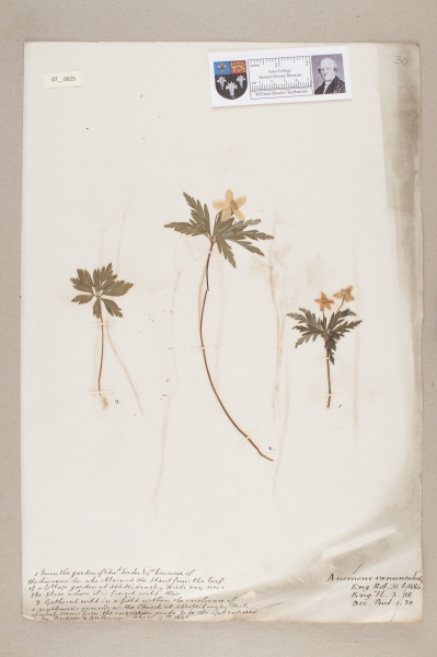 NHM_HH_7.25-2010 image NHM_HH_7.25-2010