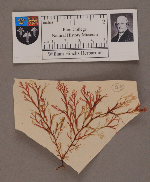 NHM_HH_1.48-2010 image NHM_HH_1.48-2010