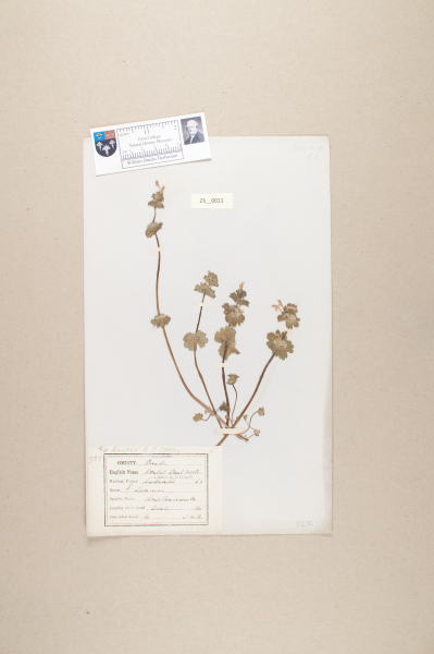 NHM_HH_23.11-2010 image NHM_HH_23.11-2010