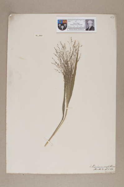 NHM_HH_36.32-2010 image NHM_HH_36.32-2010