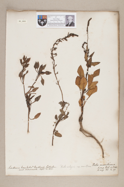 NHM_HH_8.35-2010 image NHM_HH_8.35-2010