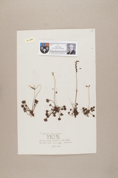 NHM_HH_10.45-2010 image NHM_HH_10.45-2010