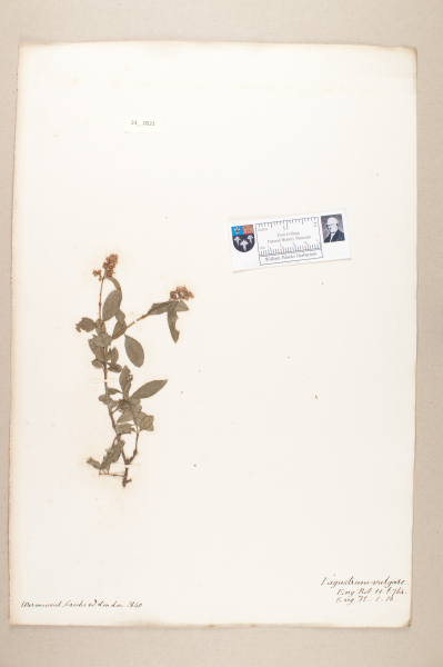 NHM_HH_24.21-2010 image NHM_HH_24.21-2010