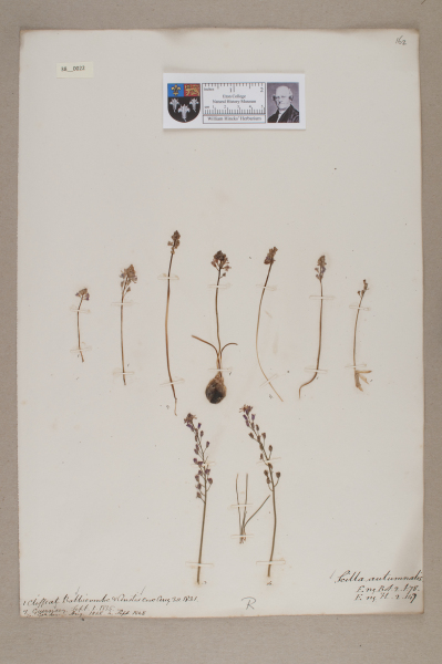 NHM_HH_38.22-2010 image NHM_HH_38.22-2010