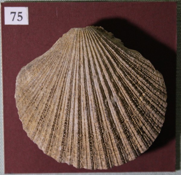 NHM.536-2017 image NHM.536-2017