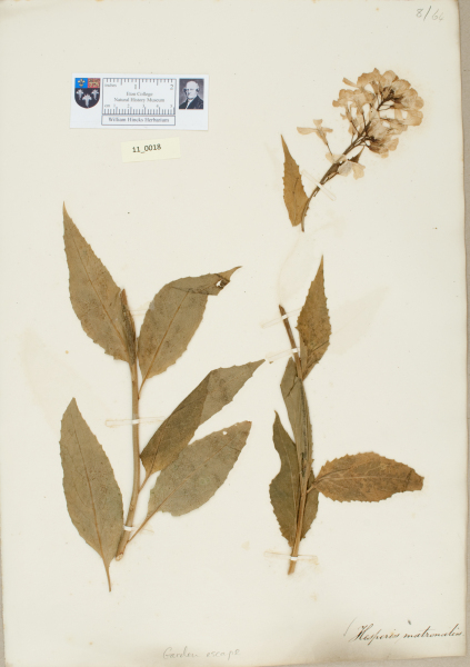 NHM_HH_11.18-2010 image NHM_HH_11.18-2010