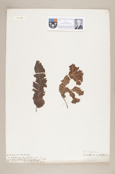 NHM_HH_4.57-2010 image NHM_HH_4.57-2010