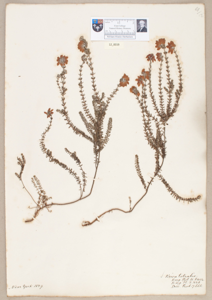 NHM_HH_12.19-2010 image NHM_HH_12.19-2010