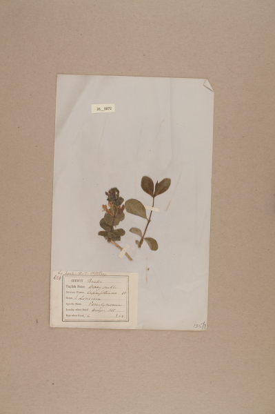 NHM_HH_26.72-2010 image NHM_HH_26.72-2010