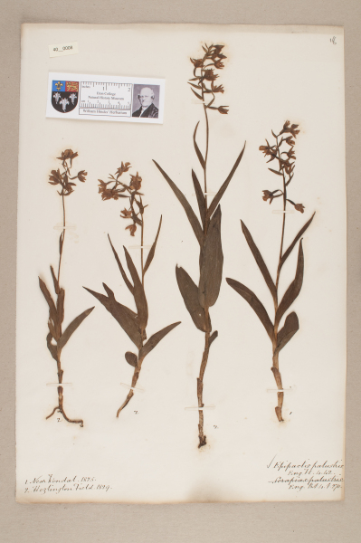 NHM_HH_40.8-2010 image NHM_HH_40.8-2010