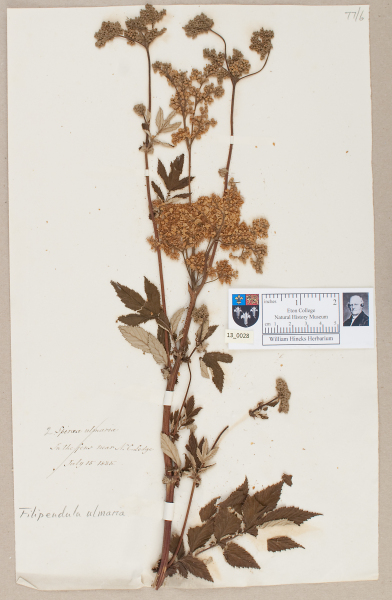 NHM_HH_13.28-2010 image NHM_HH_13.28-2010