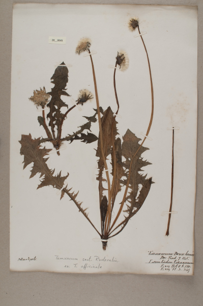 NHM_HH_28.45-2010 image NHM_HH_28.45-2010