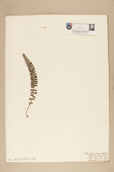 image NHM_HH_41.31-2010