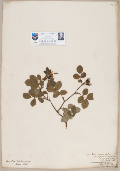 NHM_HH_14.6-2010 image NHM_HH_14.6-2010