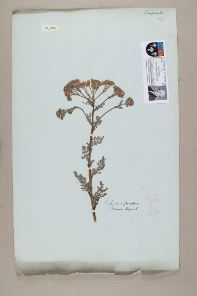 NHM_HH_29.54-2010 image NHM_HH_29.54-2010