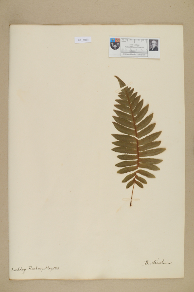 NHM_HH_42.121-2010 image NHM_HH_42.121-2010