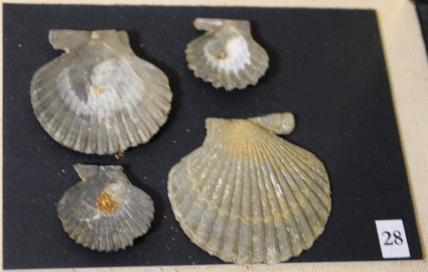 NHM-FT.28__-2016 image NHM-FT.28__-2016