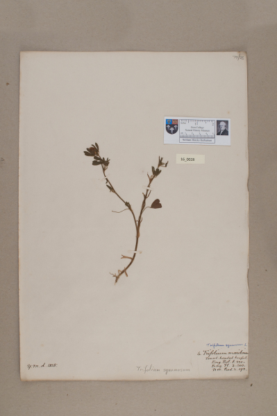 NHM_HH_16.28-2010 image NHM_HH_16.28-2010