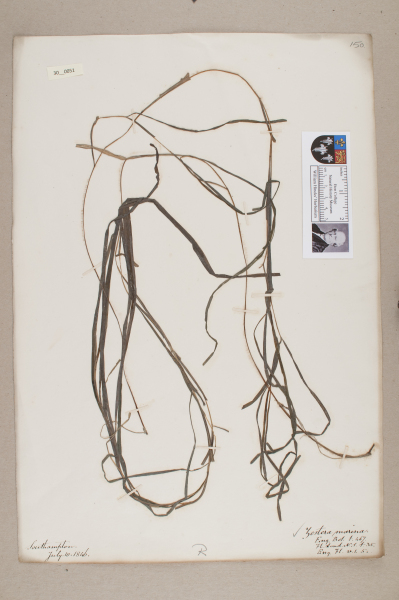 NHM_HH_30.51-2010 image NHM_HH_30.51-2010