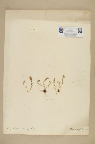 NHM_HH_42.64-2010 image NHM_HH_42.64-2010