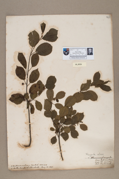 NHM_HH_18.26-2010 image NHM_HH_18.26-2010