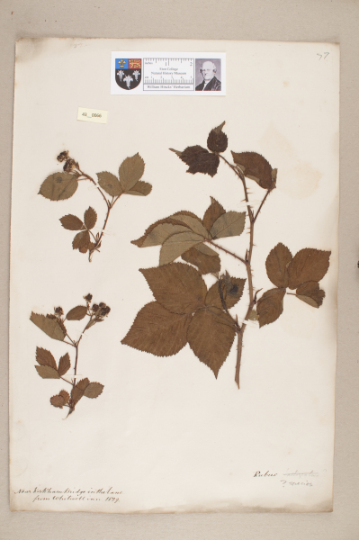 image NHM_HH_43.66-2010