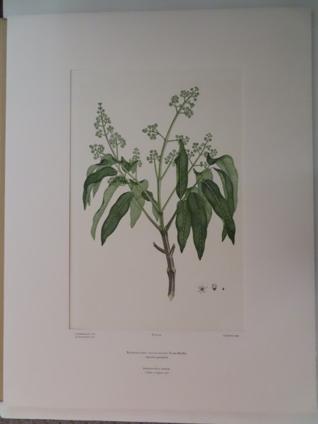 FDA-E.2916_3_7-2016 image FDA-E.2916_3_7-2016