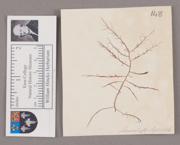 NHM_HH_1.148-2010 image NHM_HH_1.148-2010