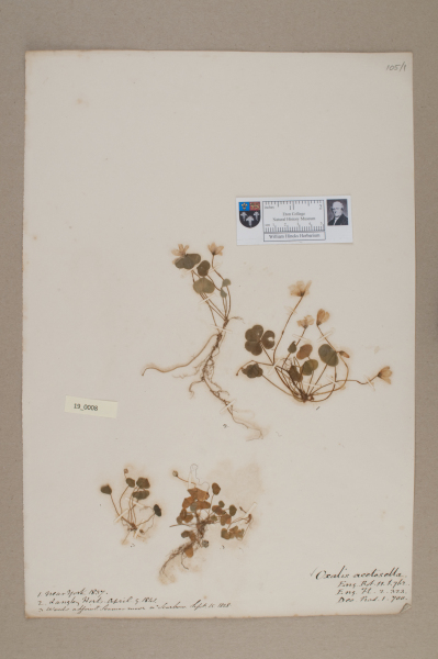 NHM_HH_19.8-2010 image NHM_HH_19.8-2010